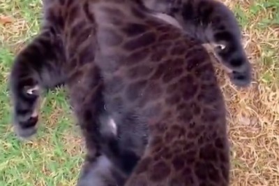 ROFL! Tiny Tiger Takes on the World in the Cutest Battle Ever!