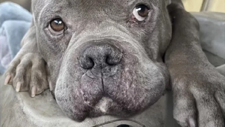 The Tearjerking Tale of Snuffy: A Bulldog's Resilient Journey to Happiness