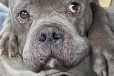 The Tearjerking Tale of Snuffy: A Bulldog's Resilient Journey to Happiness