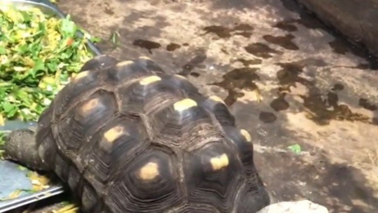 Watch This Hilarious Turtle Go Bonkers Over a Pile of Grass Leaves!