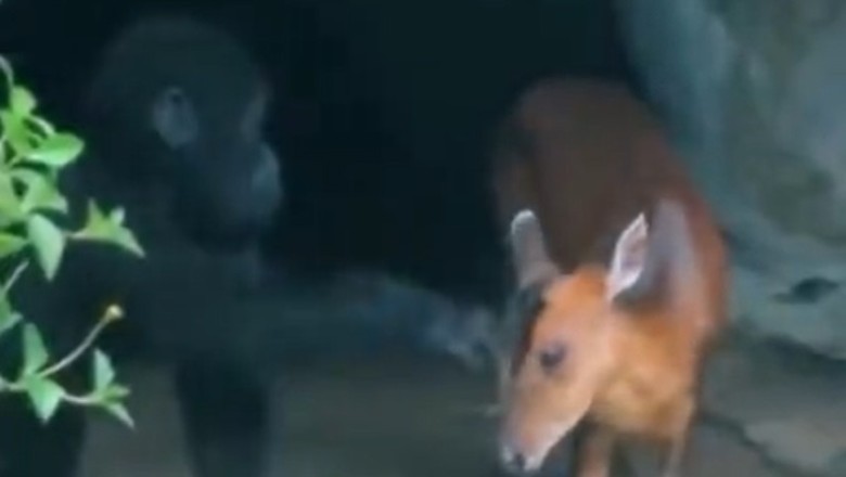 Wild Duo: Hilarious Monkey and Deer Friendship Takes the Forest by Storm!