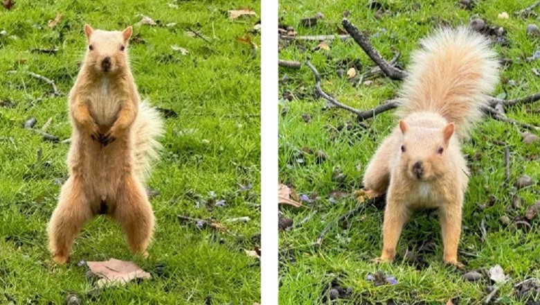 Rare Blonde Squirrel Takes Pittsburgh Park By Storm - A Magical Encounter!