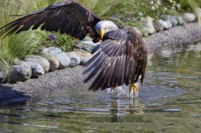 The Majestic Bald Eagle: Symbol of Resilience and Freedom in North America