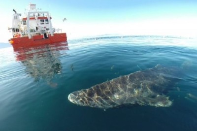 Unveiling the Secrets of the Ageless Greenland Shark: A 400-Year Mystery Revealed!