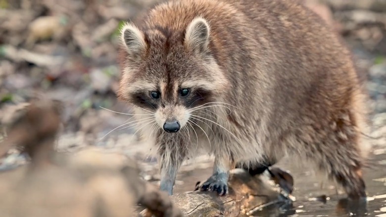 Watch the Jaw-Dropping Moment: Raccoon Stuns Internet with Remarkable Handstand at Water Bowl!