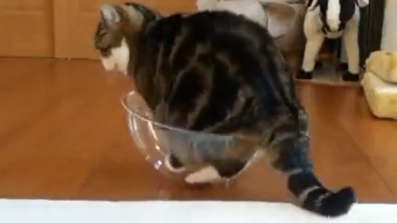 Cat-tastic Culinary Capers: When Whiskers Meets the Bowl!