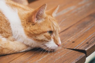 Cat Wallowing Fail: Hilarity Ensues as Graceful Kitty Takes a Tumble!