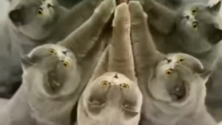 Meow-gical Moments: Cats Caught Practicing Purrrfect Rituals!