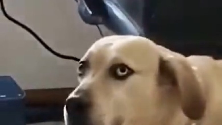 Paw-sitively Possessed Pooch: When Your Dog Can't Handle Your Dance Moves!