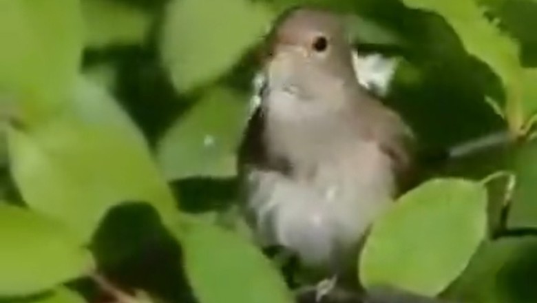 Squawk-tastic Serenade: The Bird with a Voice Like a Rock Star!
