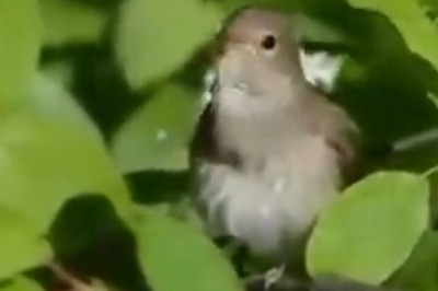 Squawk-tastic Serenade: The Bird with a Voice Like a Rock Star!