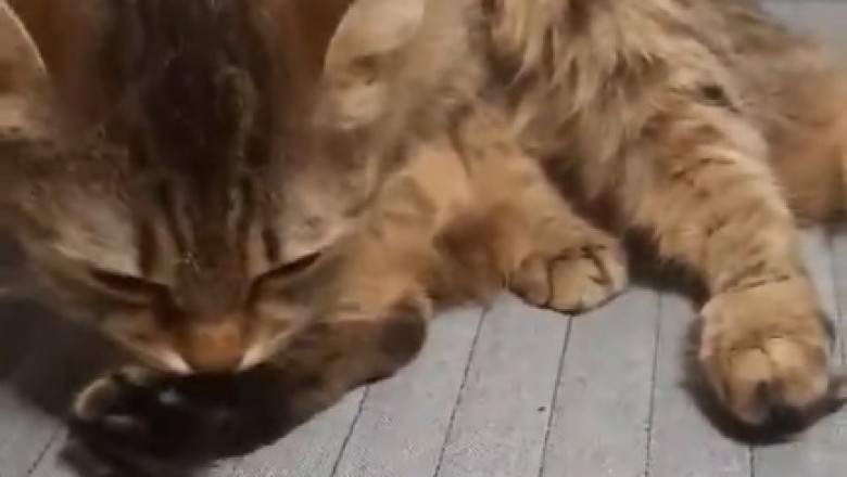 Ultimate Cat Comb-edy: When Fluffy Meets the Comb!