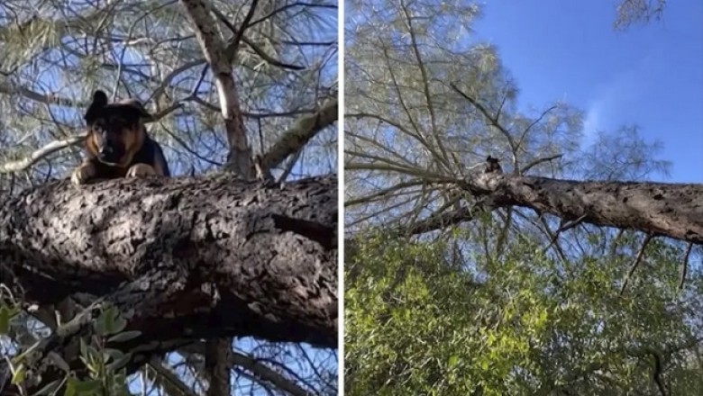 Unbelievable: Lost Dog Found Sitting 8 Meters High in a Tree!