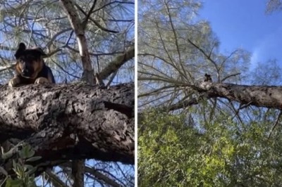 Unbelievable: Lost Dog Found Sitting 8 Meters High in a Tree!