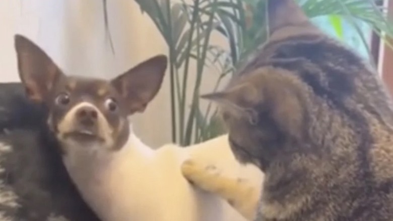 Watch How This Fearless Cat Asserts Dominance Over a Playful Pup - Who Runs the Show?