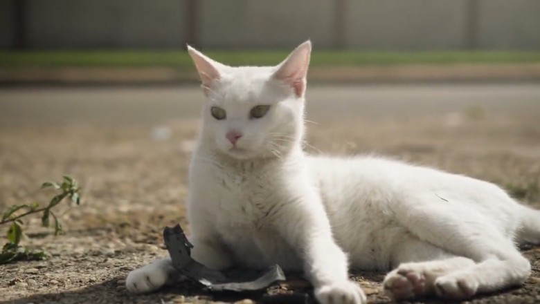 Watch This Hilarious Cat Wallow in the Most Beautiful Way!