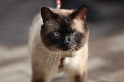 7 Irresistible Reasons Why Siamese Cats Are the Ultimate Feline Companion!
