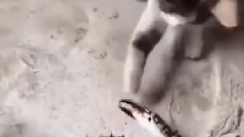 Cat-tastic Comedy Capers: Hilarious Compilation of Funny Felines!