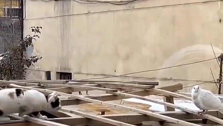 Feathered Frenzy: Cat's Epic Fail Attempt to Catch Pigeon Goes Hilariously Wrong!