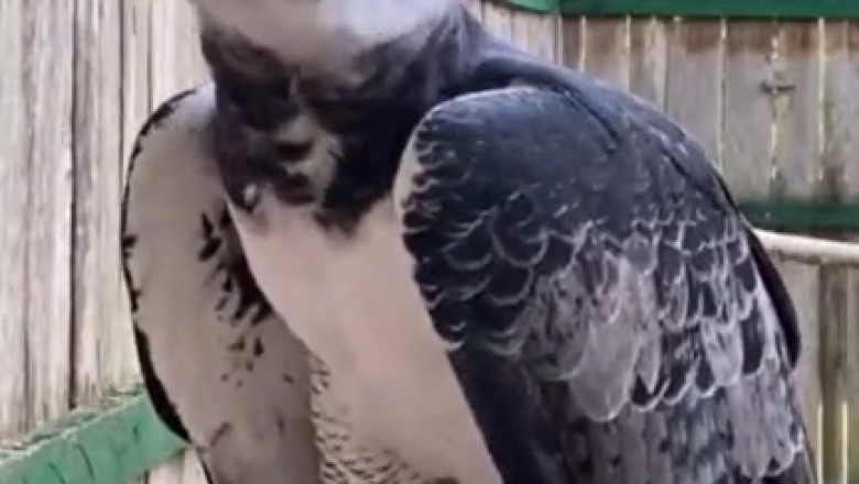 Feathered Funnies: Squawk-tastic Comedy Moments with Our Hilarious Bird Buddies!