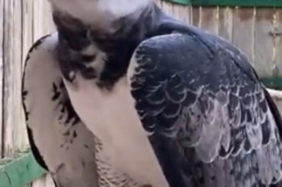 Feathered Funnies: Squawk-tastic Comedy Moments with Our Hilarious Bird Buddies!