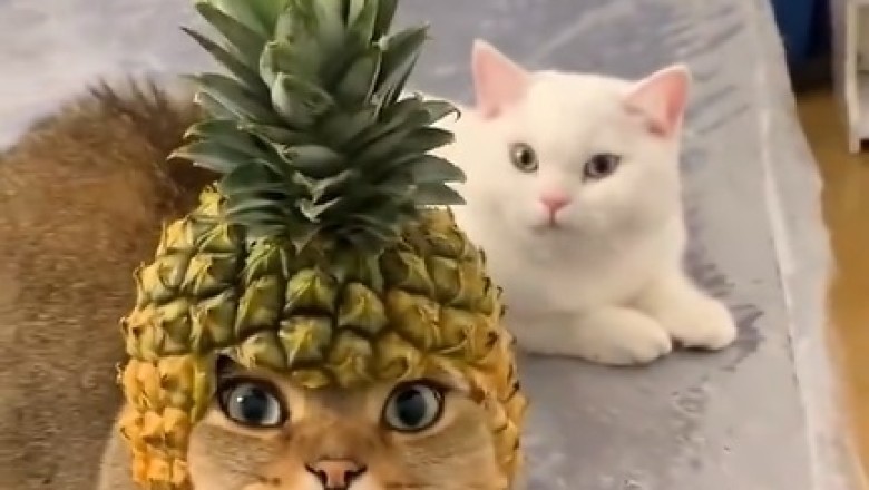 Feline Fashion Faux Pas: Cat's Hilarious Coat of Arms Mishap Goes Viral!
