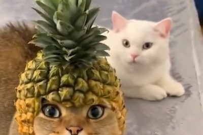 Feline Fashion Faux Pas: Cat's Hilarious Coat of Arms Mishap Goes Viral!