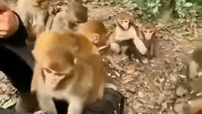 Food Critics of the Jungle: Monkeys Reject Weird Eats in Hilarious Taste Test!