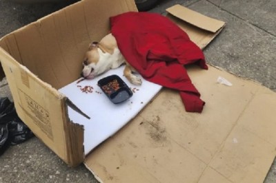 From Discarded to Adored: The Inspiring Journey of Cody the Pit Bull