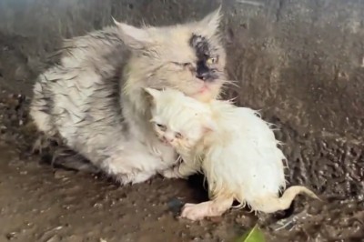 Hilarious Cat Antics: The Importance of Proper Kitty Care