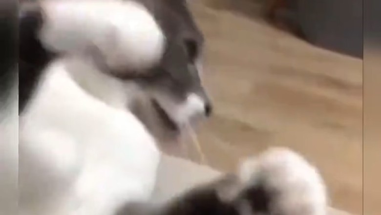 Hilarious: Cat Throws Epic Temper Tantrum Over Missing Treats!