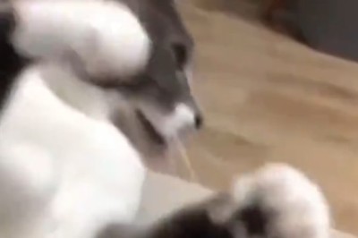 Hilarious: Cat Throws Epic Temper Tantrum Over Missing Treats!