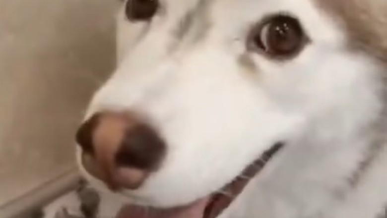 Hilarious Howling Hound: Dog Goes Wild with the Music!