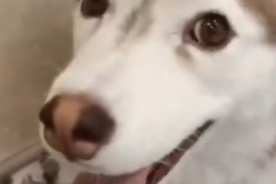 Hilarious Howling Hound: Dog Goes Wild with the Music!