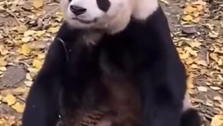 Pandamonium: The Hilarious Struggles of a Sleepy Panda!