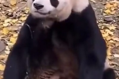 Pandamonium: The Hilarious Struggles of a Sleepy Panda!