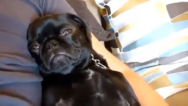 Paws-itively Hilarious: Funny Pets Take Over with Their Paw-some Antics!