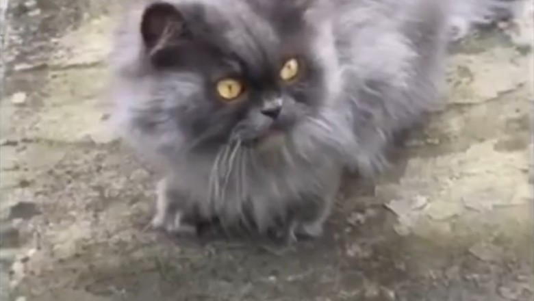 Pawsitively Hilarious: Side-Splitting Shenanigans of Our Funniest Pets!