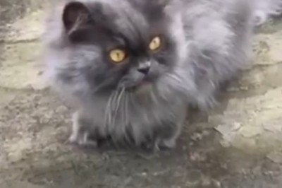 Pawsitively Hilarious: Side-Splitting Shenanigans of Our Funniest Pets!