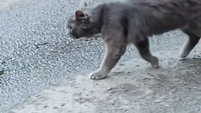 Pawsitively Hilarious: Stray Cat on a Mission to Find the Purrfect Adventure!