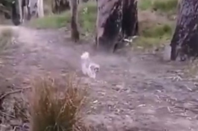 Pet Paw-ty: The Ultimate Compilation of Hilarious Pets!