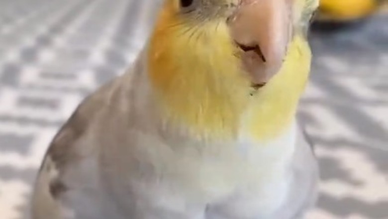 Polly's Parrot Palooza: The Hilarious Melodies of Musical Birds!