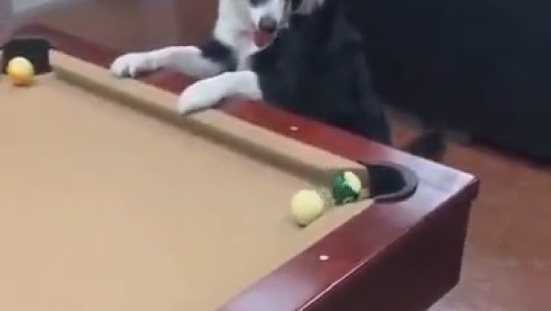 Pool Paw-ty: Meet the Canine Cue Ball Champion!