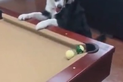 Pool Paw-ty: Meet the Canine Cue Ball Champion!
