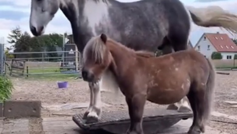 Rolling with the Homies: Hilarious Horse and Son Duo Show Off Epic Roll Moves!