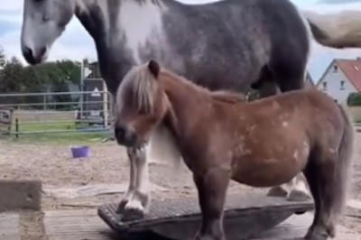 Rolling with the Homies: Hilarious Horse and Son Duo Show Off Epic Roll Moves!