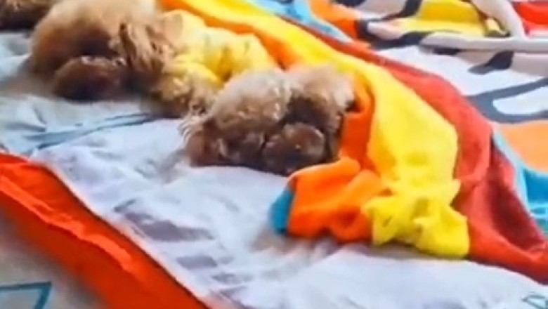 Snore-fest Alert: Hilarious Compilation of Dogs Napping like Pros!
