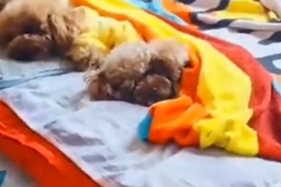 Snore-fest Alert: Hilarious Compilation of Dogs Napping like Pros!