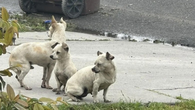 The Great Escape: The Heartwarming Tale of Three Rescued Puppies Finding Comfort in Each Other