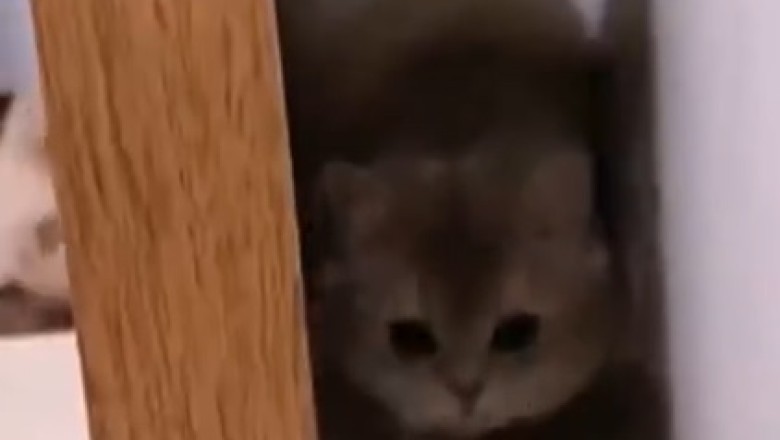 Adventure Cat Strikes Again: Paws, Purr, and Pure Adrenaline!